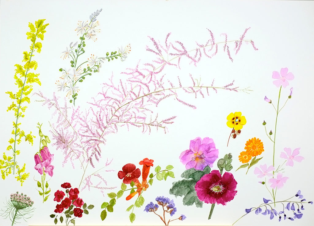 Acuarela. Botánica de verano
