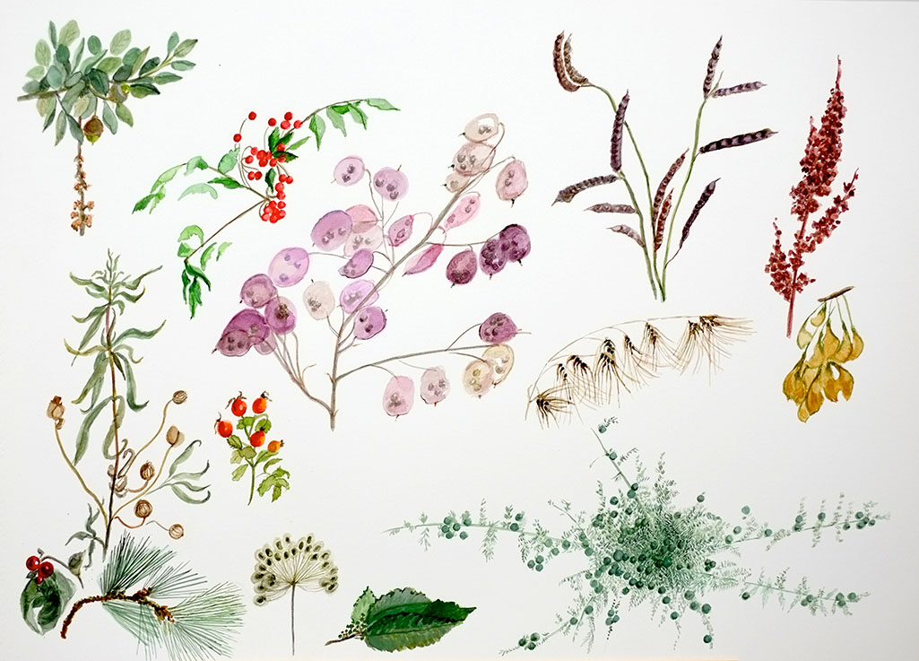 Acuarela ilustración venta online. Botánica silvestre dibujada del natural. Ilustración.