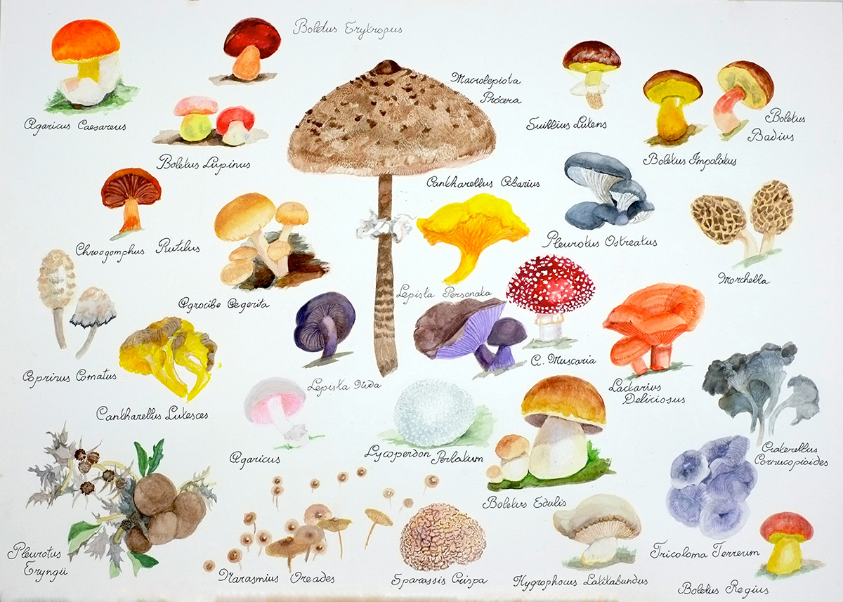 Setas  mushrooms fungui - Mushrooms. Setas comestibles y una no comestible