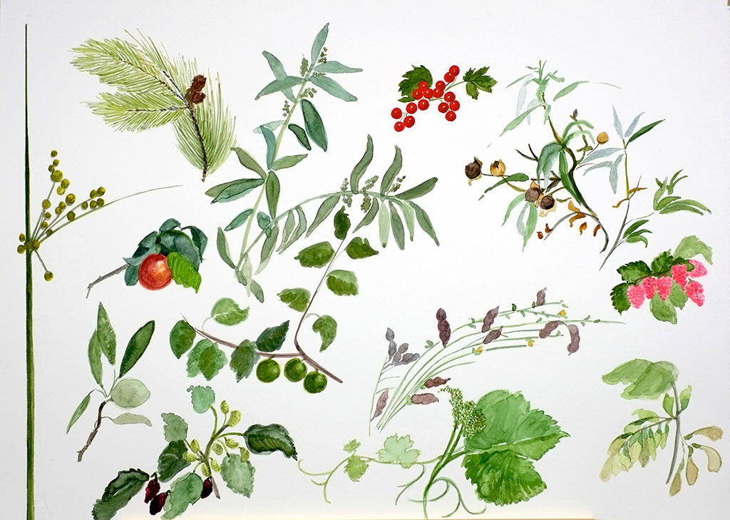 Susana de Reoyo Acuarela Watercolour Botanica otoño - Otoño, frutos silvestres.