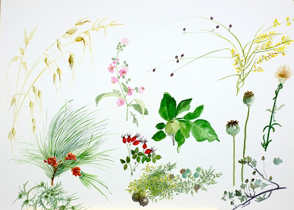 Susana de Reoyo Acuarela Watercolour Botanica primavera - Botánica de primavera