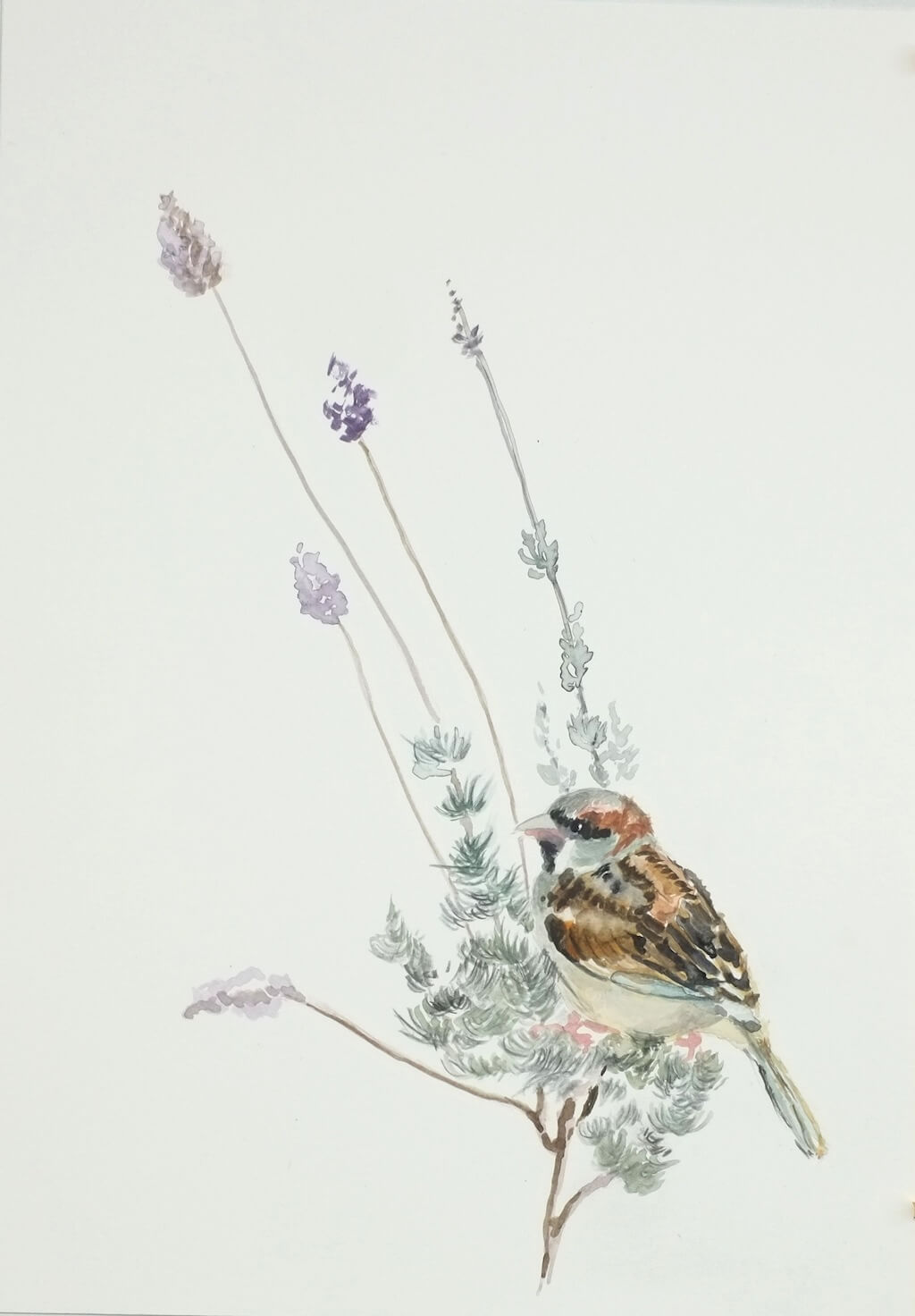 Gorrion vulgaris - Gorrión vulgaris. 21x29,50cm.