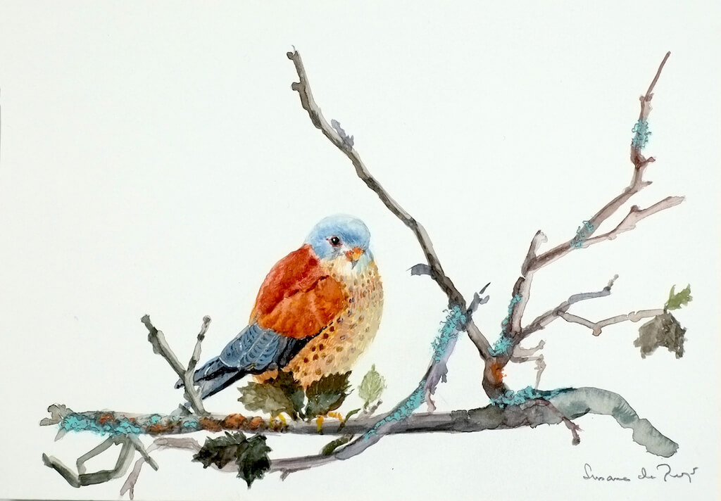 cernicalo - Cernícalo. 29,50x21cm.