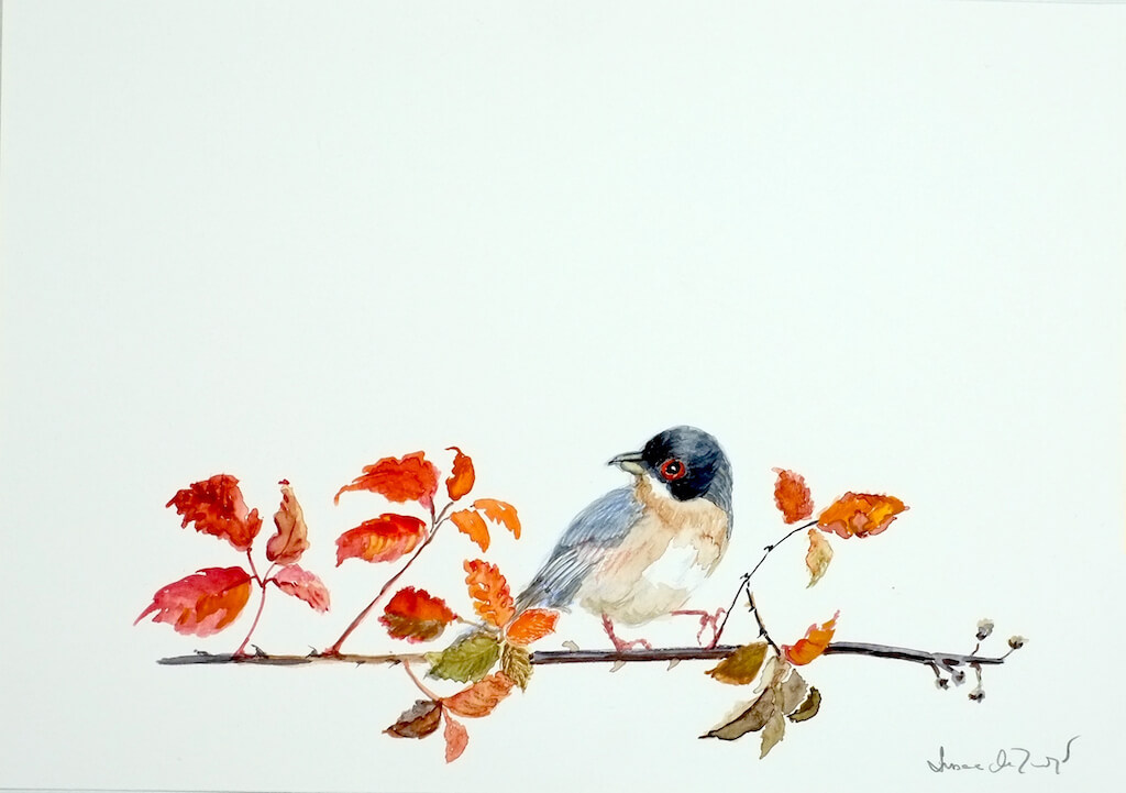 curruca - Curruca. 29,50x21cm.