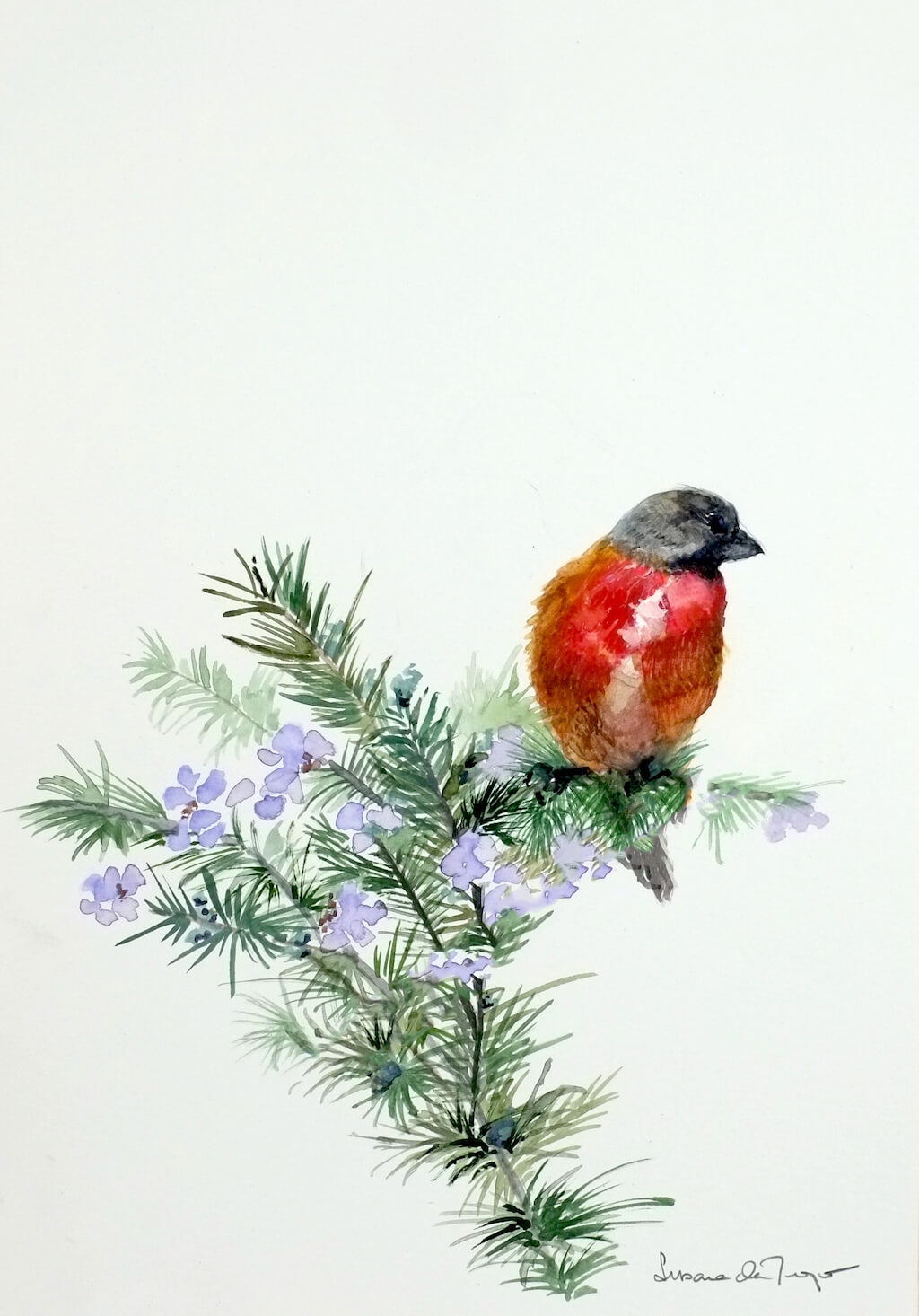 pardillo macho - Pardillo macho. 21x29,50cm.