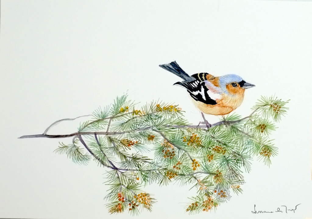 pinzon - Pinzon. 29,50x21cm.